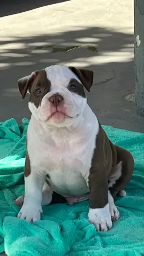 Cachorro de estimação