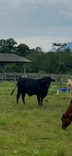 Vendo touro