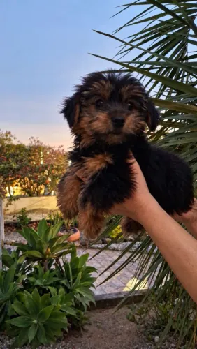 Yorkshire Terrier Macho