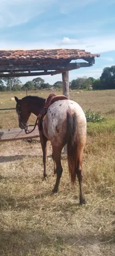 Cavalo manga larga com analisa!!