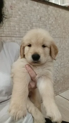 Golden Retriever Filhotes Raça Pura. 