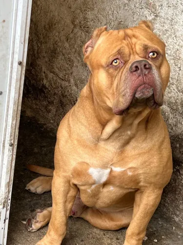 Pit Monster Macho