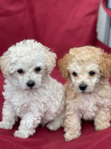 Poodles já liberados- filhote 