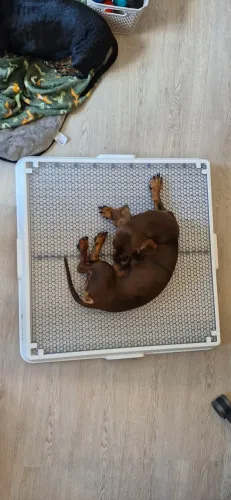 Weasy Cão | Banheiro inteligente para cachorro