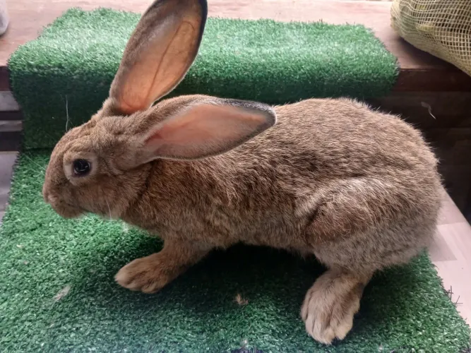 Coelhos