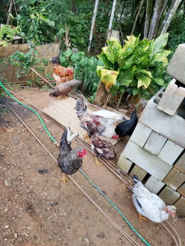 Vendo galos e Galinhas