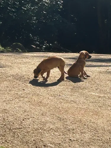 Cães