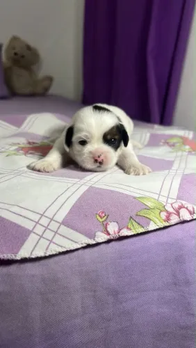 Filhote de Shih tzu