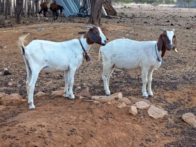 Cabras Boer