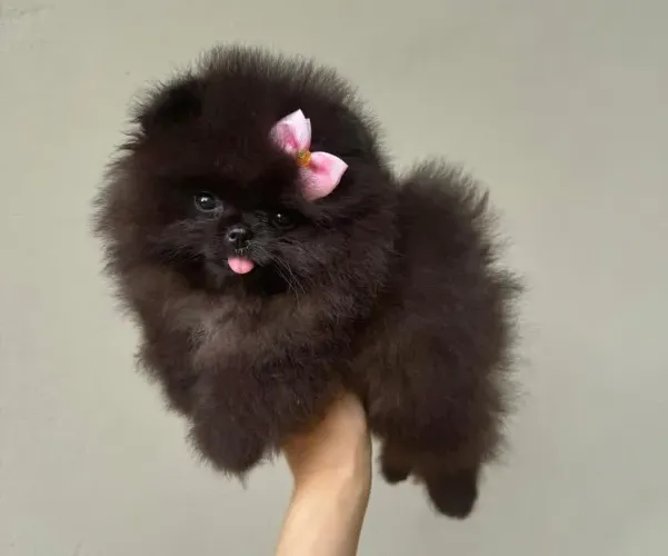 Lulu da pomeranea