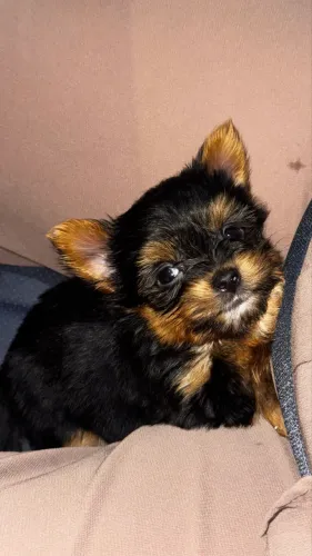 YORKSHIRE TERRIER DE PORTE PEQUENO DISPONÍVEL