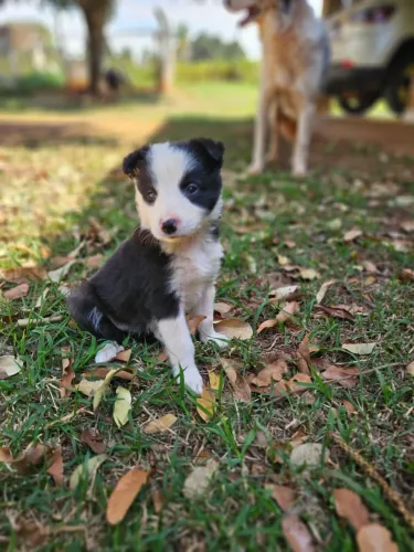 Filhote de border collie fêmea