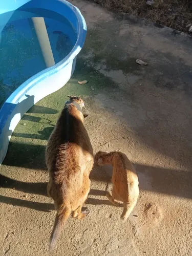 Cabra mestiça, primeira cria, muito mansa