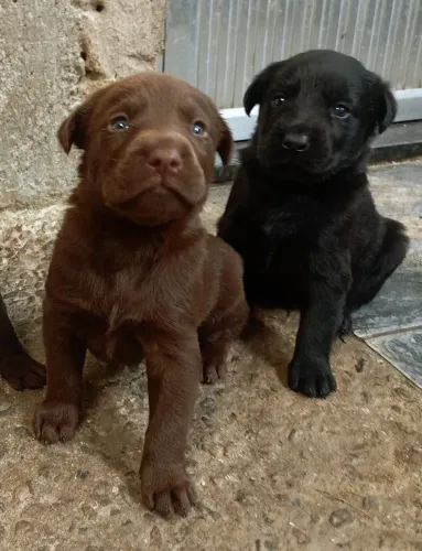 Filhotes de labradores puros