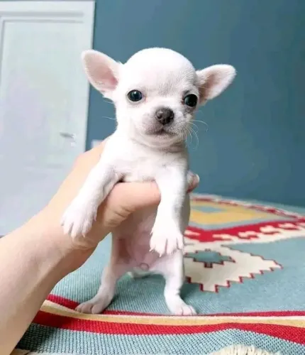 Chihuahua mini muito fofo