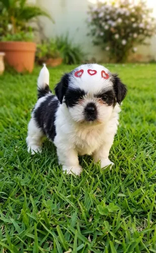 Promo Shihtzu Mini