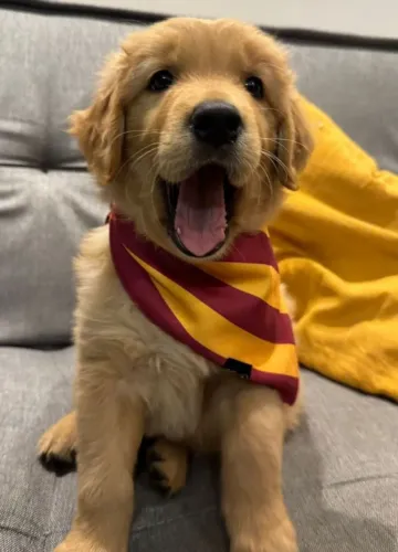 Filhotes Golden Retriever