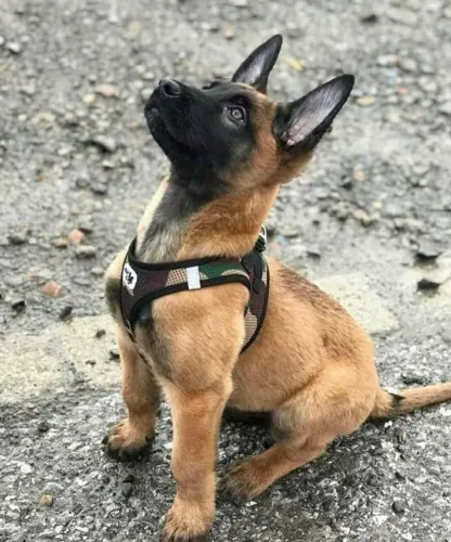 Pastor maliona maravilhoso pedigree 8 parcelo até 18x 