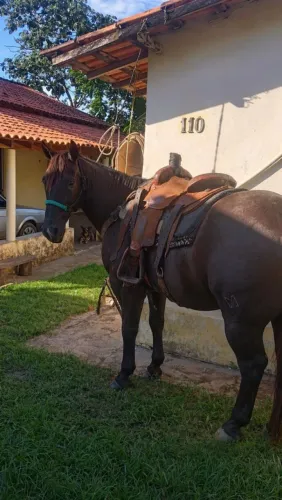 CAVALO