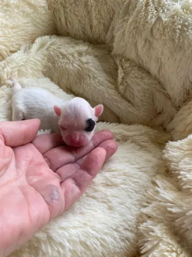 Chihuahua