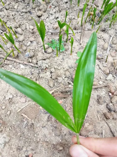 Mudas d palmeira areca