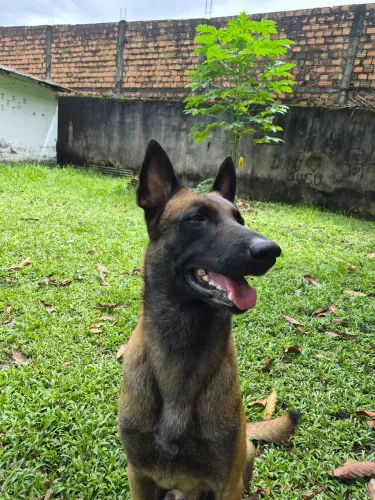 PASTOR BELGA MALINOIS P/NAMORADA