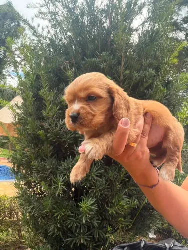 Cocker spaniel com olhar que apaixona