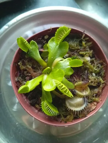 Vendo planta carnívoras real
