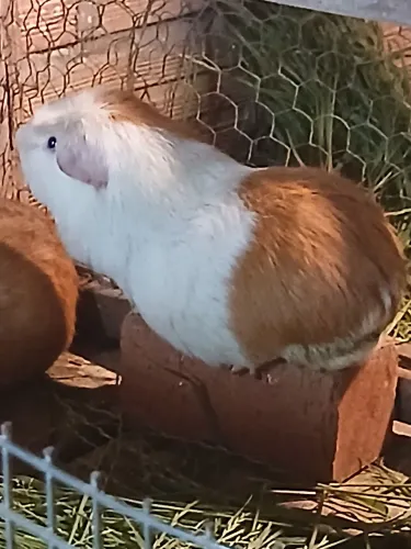 Cuy gigante peruano disponível