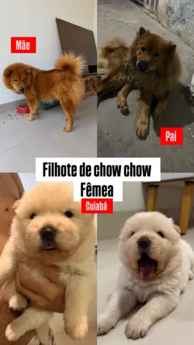 VENDE-SE CHOW-CHOW BRANCO