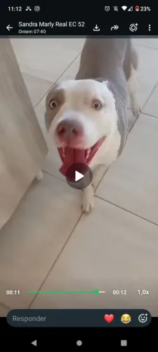 Adoção responsável
