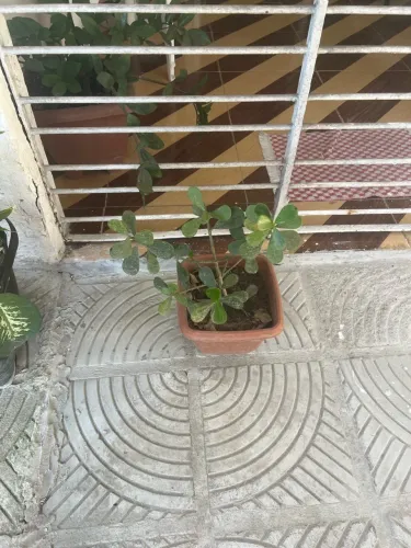 Vende-se planta