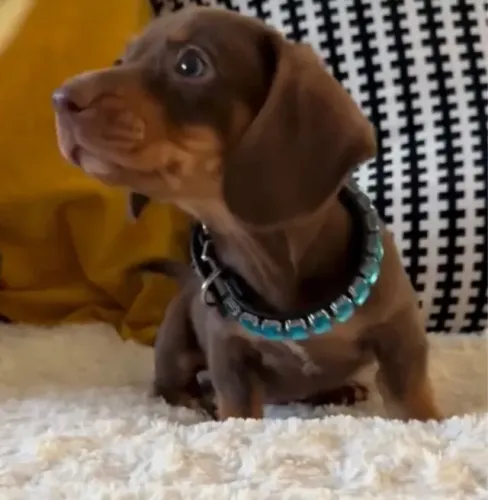 Dachshund fêmea - vacinada e vermifugada