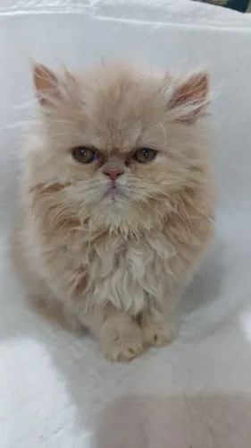 Lindo filhote de gato persa macho olho azul puro.Parcelo.Entrego Joinville, Camboriú, Flor