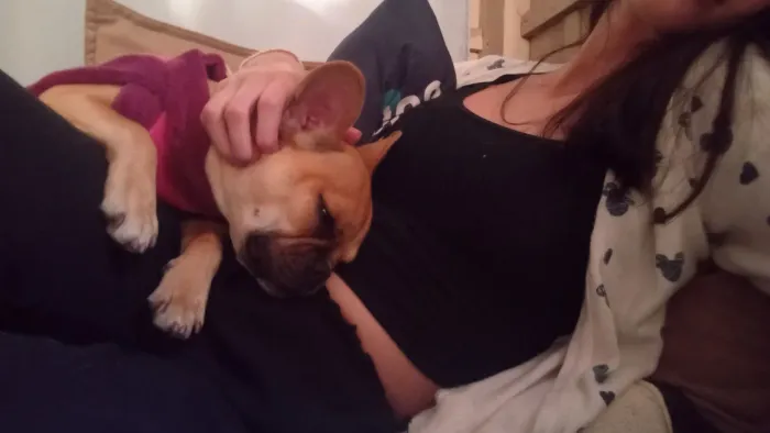 Buldogue fraces 