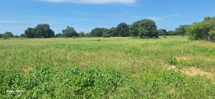 Fazenda de 135 hectares, nas margens do Rio São Francisco, a 10 km de Bom Jesus da Lapa-BA