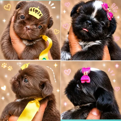 Filhotes de shih tzu macho e femea a venda