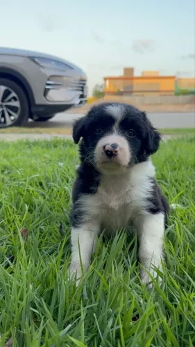 Vendo Border Collie Filhote Fêmea com Pedigree
