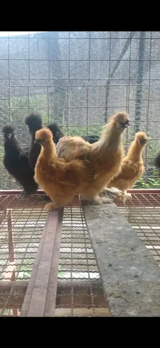 Galo da raça sedosa importado - linhagem premium