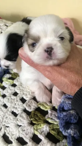 Shih tzu