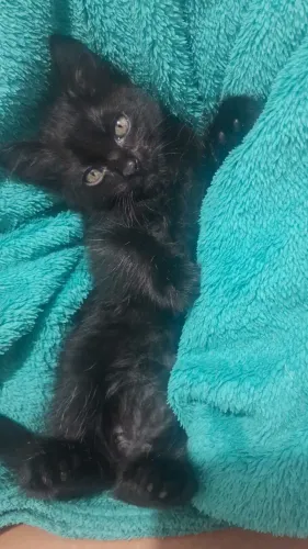 Doação de gato