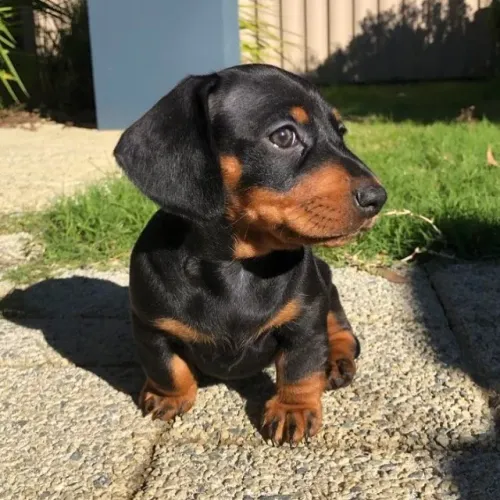 NÃO COMPRE UM CACHORRO, GANHE UM MELHOR AMIGO