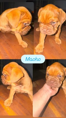 Buldogue campeiro 