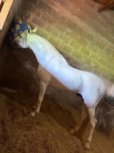 Cavalo MM