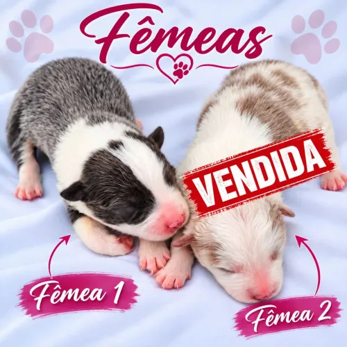 Lindos filhos de border collie.