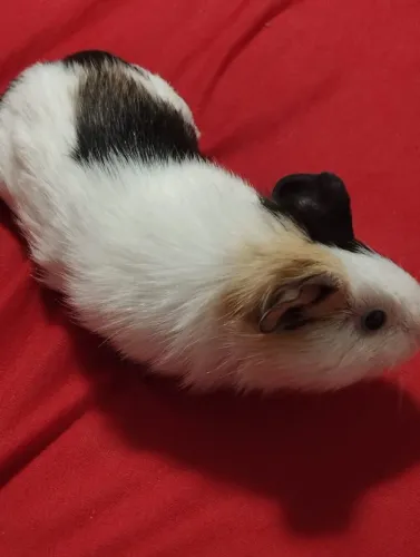 Porquinha da índia 4 meses 