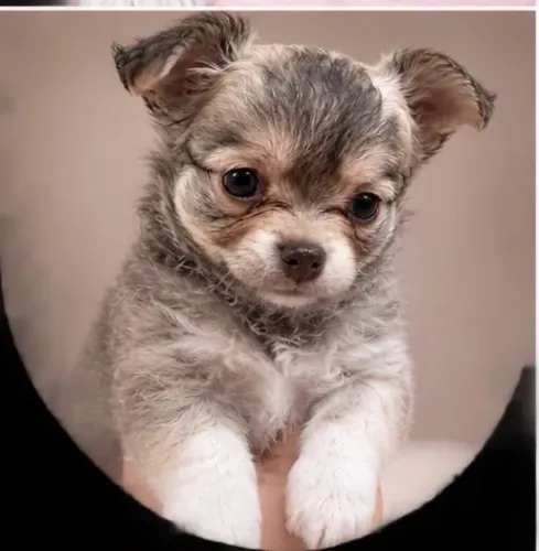 Chihuahua fêmea pelo longo - Dourada/ cor Isabella
