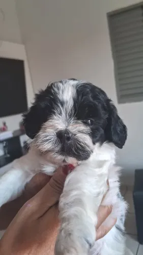 Vende-se filhote macho
