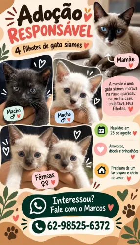 Gatos para adoção responsável