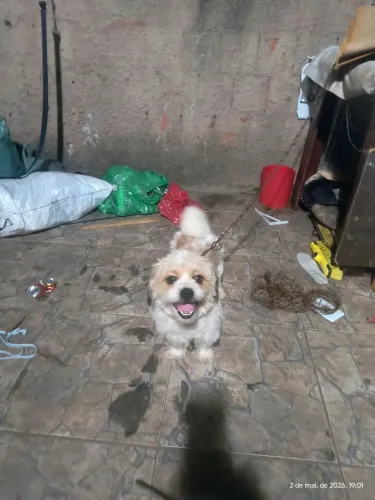 Cachorro shitzu